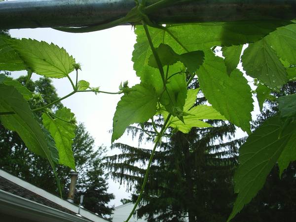 Hops_Nugget_Cones3_2008.jpg