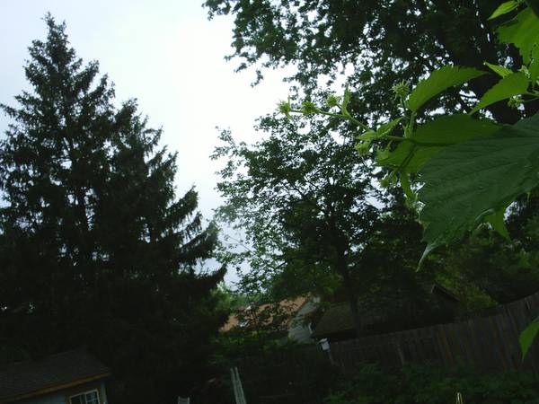 Hops_Nugget_Cones_2008.jpg