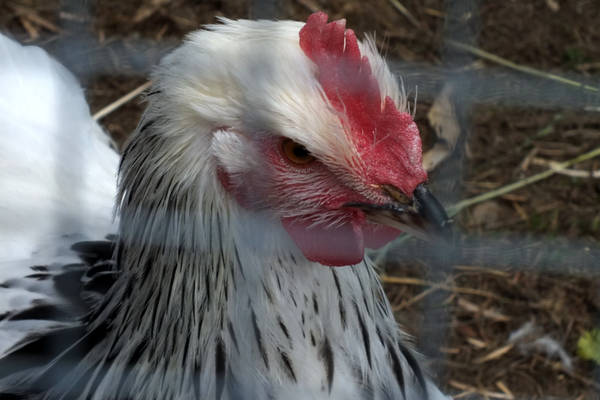 Chickens_1_DSCF0158.jpg