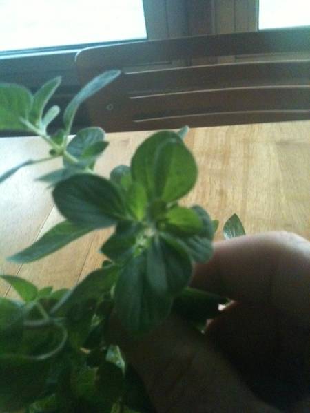 oregano.jpg