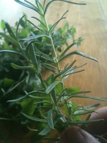 rosemary.jpg