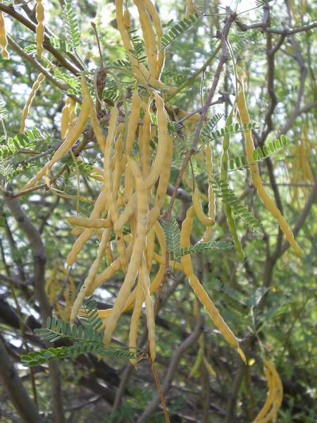 velvet_mesquite_pods.JPG