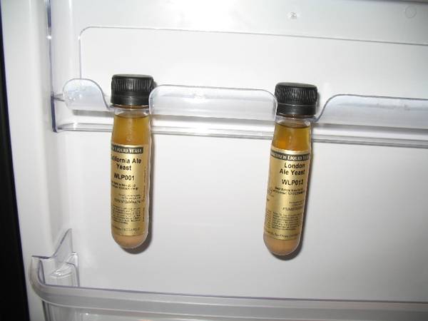 yeast7.jpg