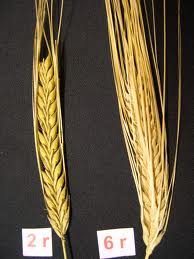 two-row-barley-49669.jpg