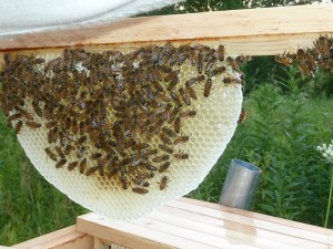 Bee-FrameF-300x225.jpg