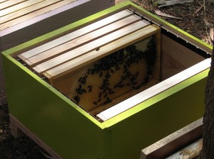 Bee-HiveF-300x224.jpg